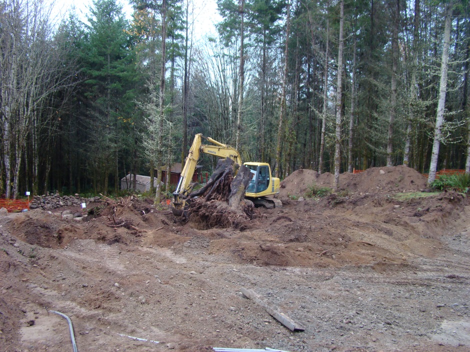 Excavator big maple uprooting