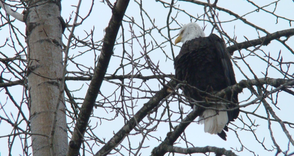 Bald eagle