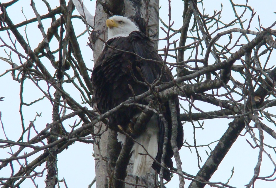 Bald eagle