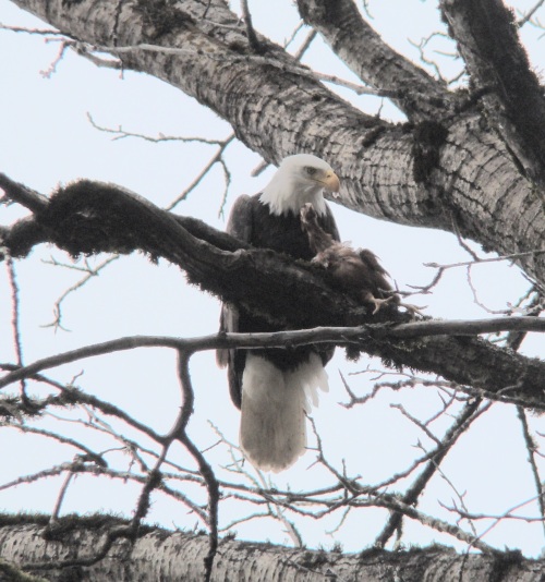 Bald eagle with dead bird