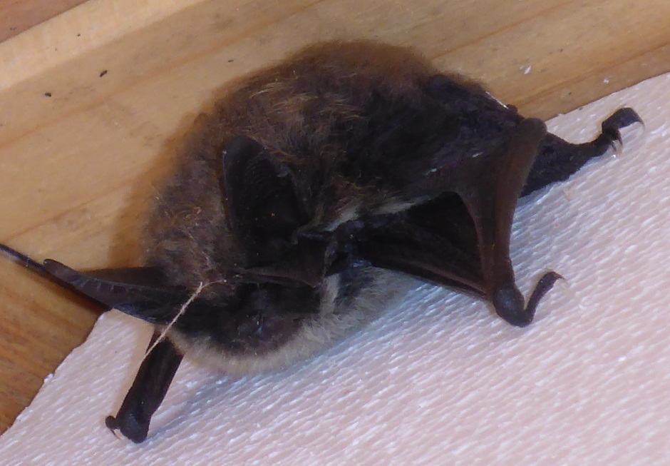 Bat in eves