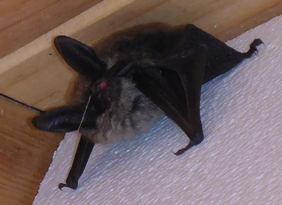 Bat in eves