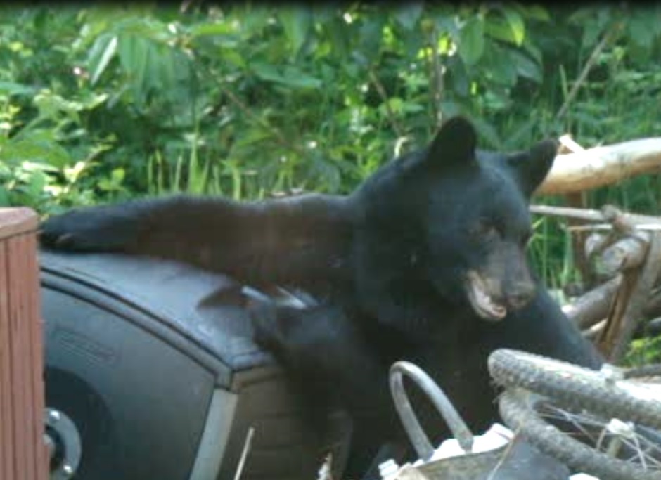 Bear Composter