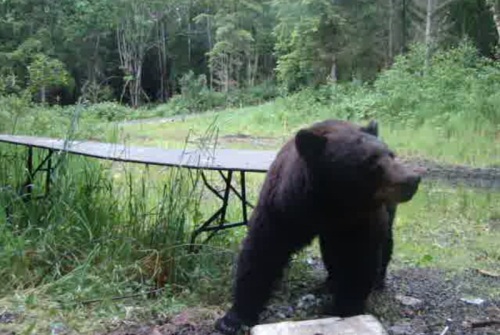 Bear at WellHouse looking sideways