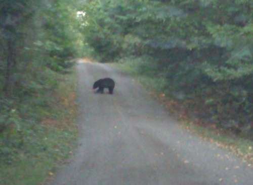 Bear on driveway