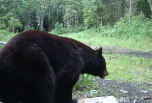 Bear at WellHouse moving away