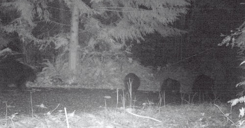 Bears - 4 at night