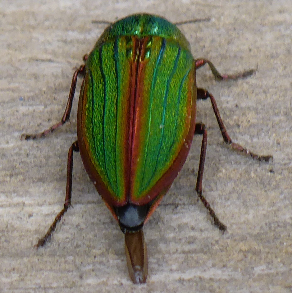 Beetle Green Back