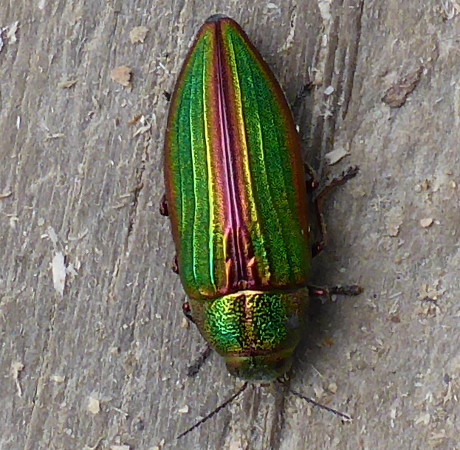 Beetle Green Top