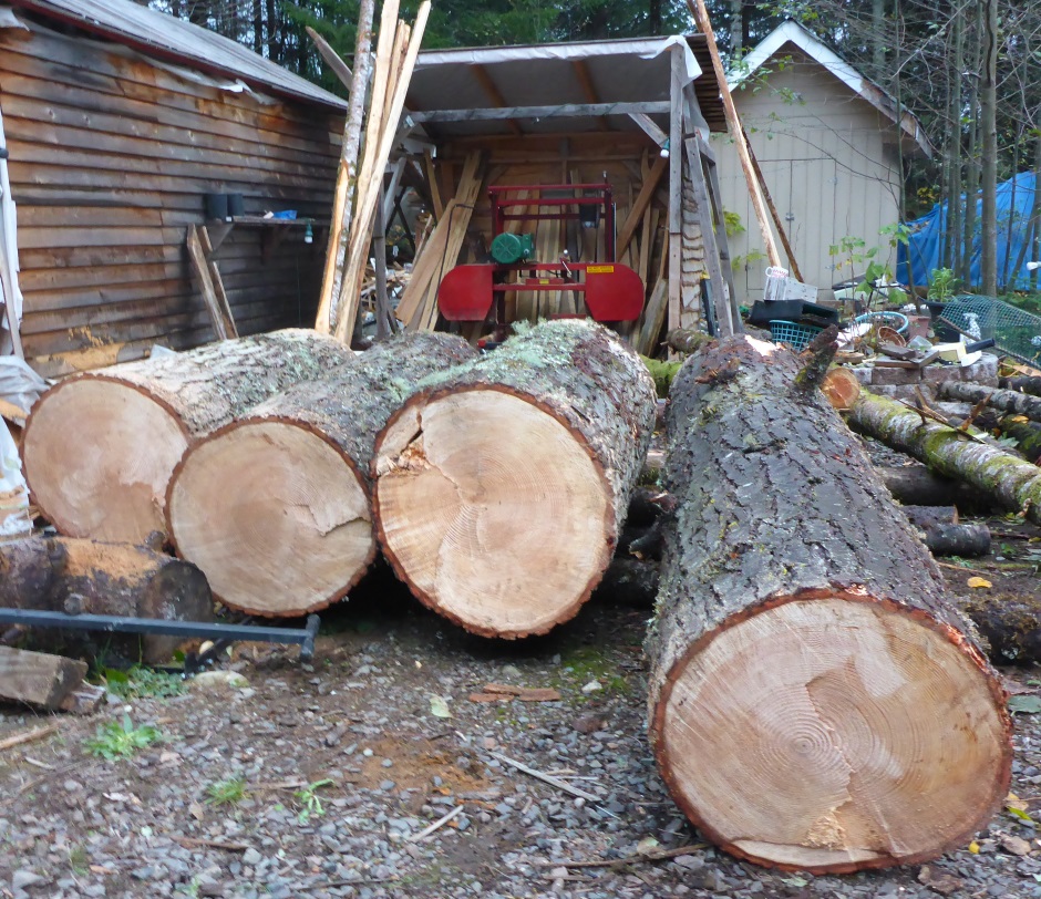 Big Logs Ready For Saw Mill