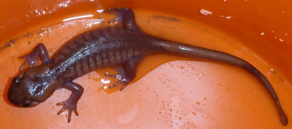 Big Water Lizard In Bucket