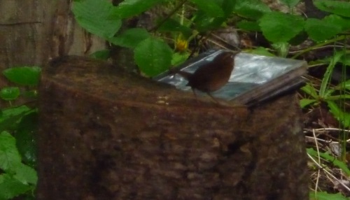 Wren bird