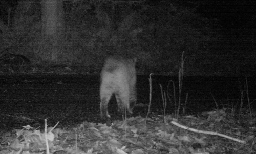 Bobcat at night on driveway