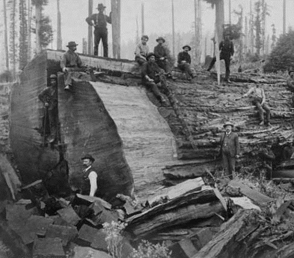 Carnation Big Log At Monroe Logging Company Carnation 1905