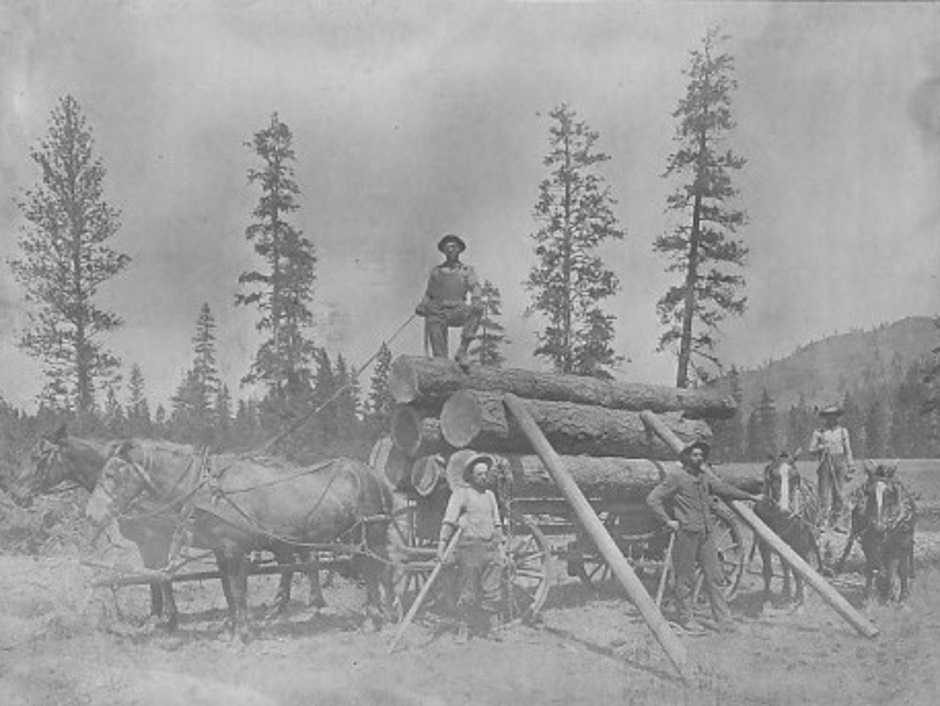 Carnation Horse Logging