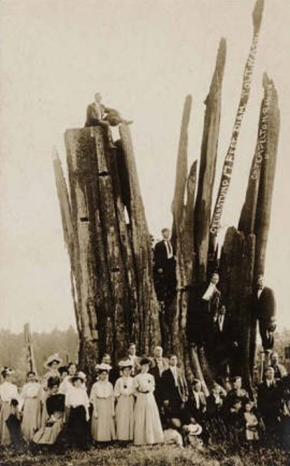 Carnation Huge Cedar Stump Tolt 1905