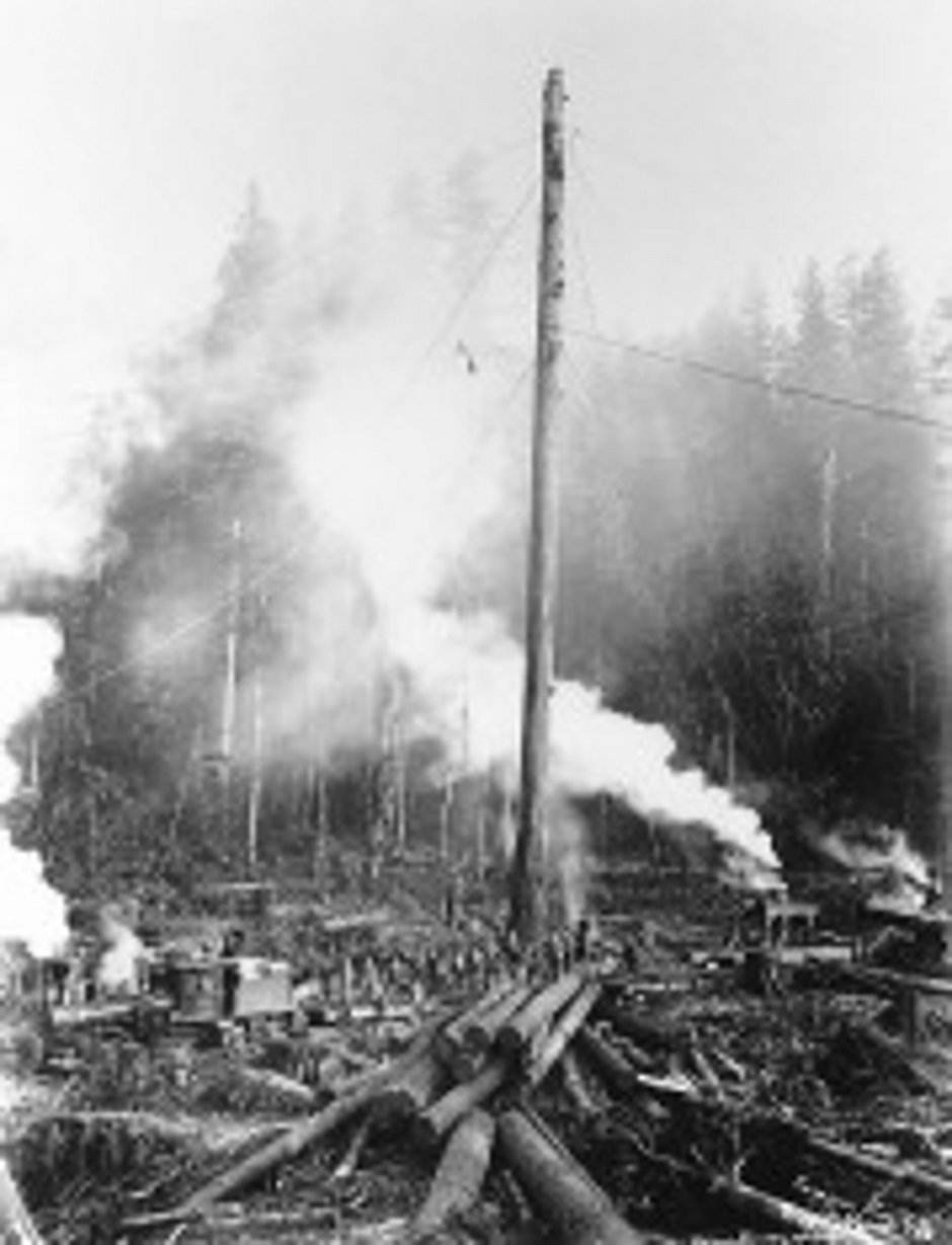 Carnation Logging