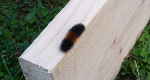 Caterpillar black-brown