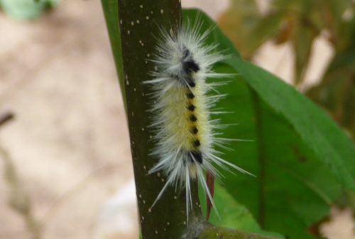 Caterpillar black dots