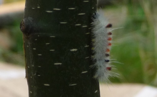 Caterpillar orange dots