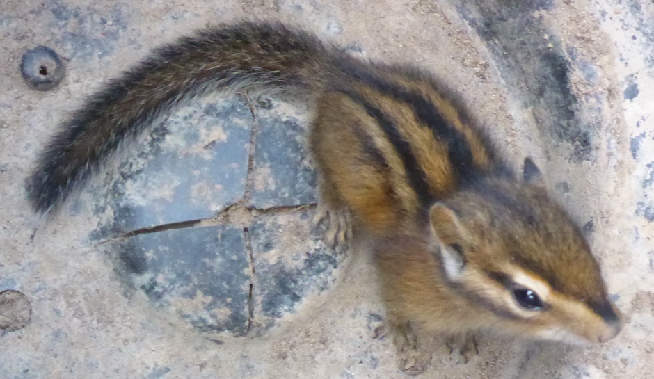 Chipmonk baby