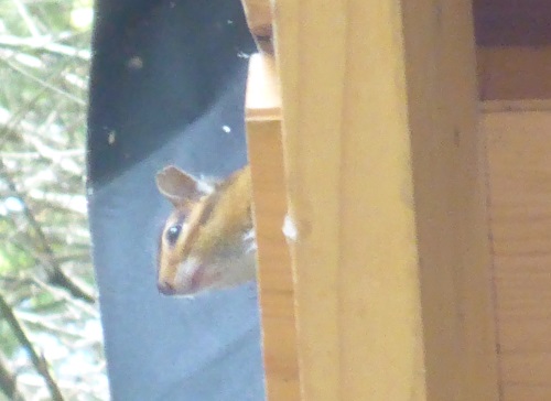 Chipmonk in roof