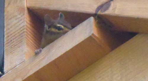 Chipmonk in roof