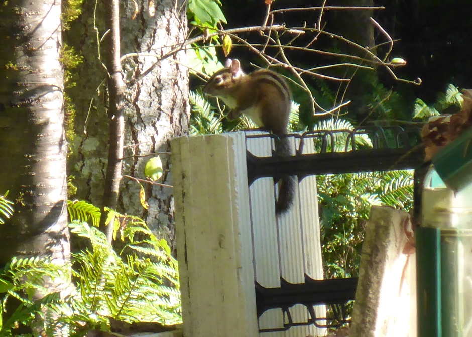 Chipmonk on ICF