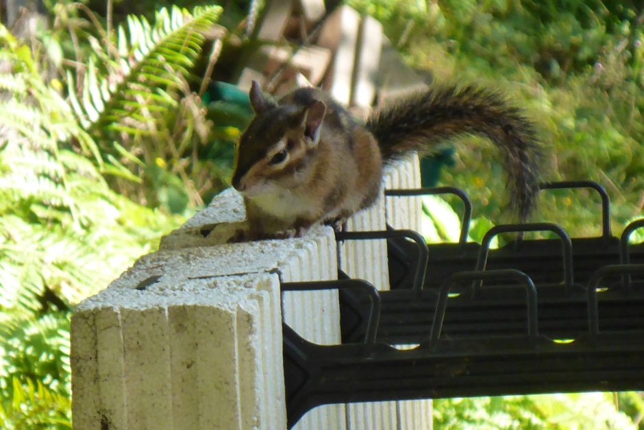 Chipmonk on ICF