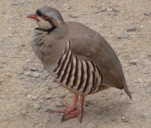 Chukar Partridge