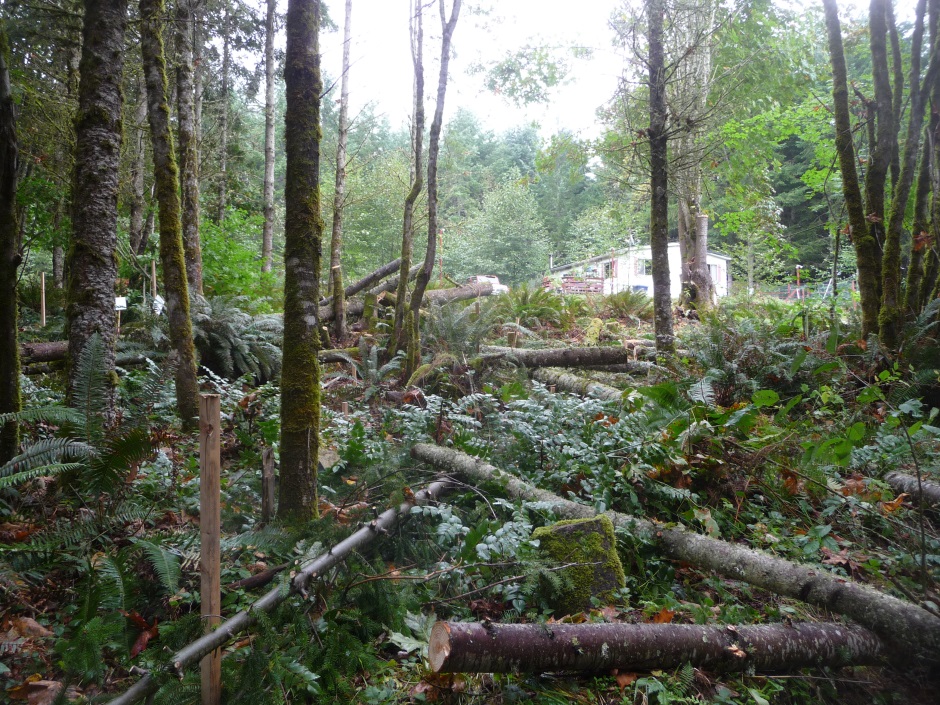 Clearing for driveway