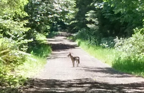 Coyote