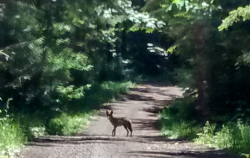 Coyote