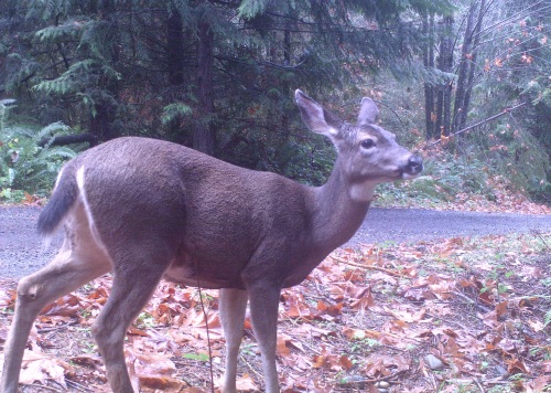 Deer female