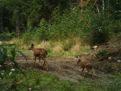 Deer junior following mother