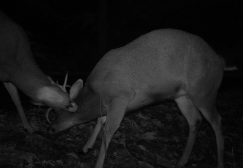 Deer males fighting