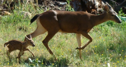 Deer with baby