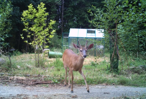 Deer with small antlers