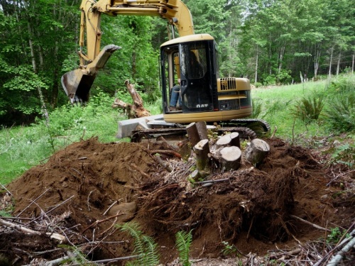 Digging out maple stump