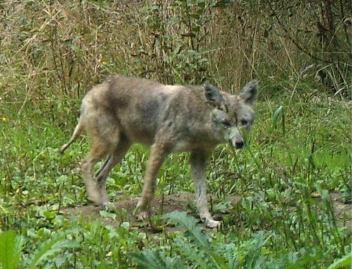 Cyote