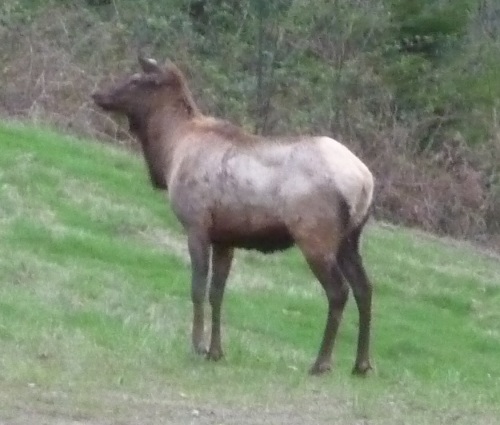 Elk standing