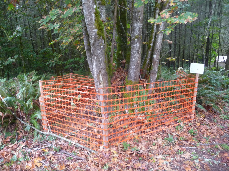 Fence trees to be saved