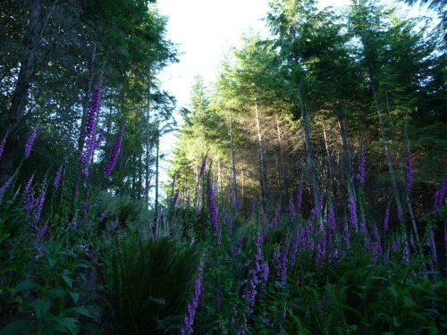 Foxgloves on slope