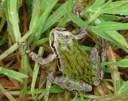 Frog green stripes