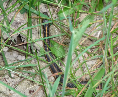 Garter snake