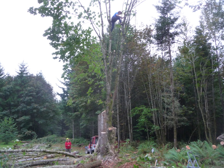 Gradually cutting big maple tree