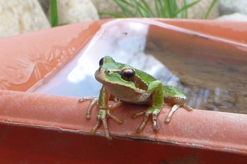 Green frog