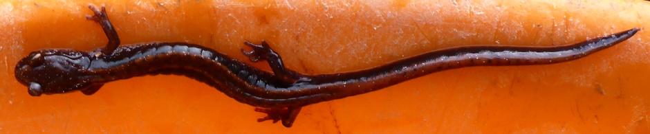 Lizard In Orange Bucket