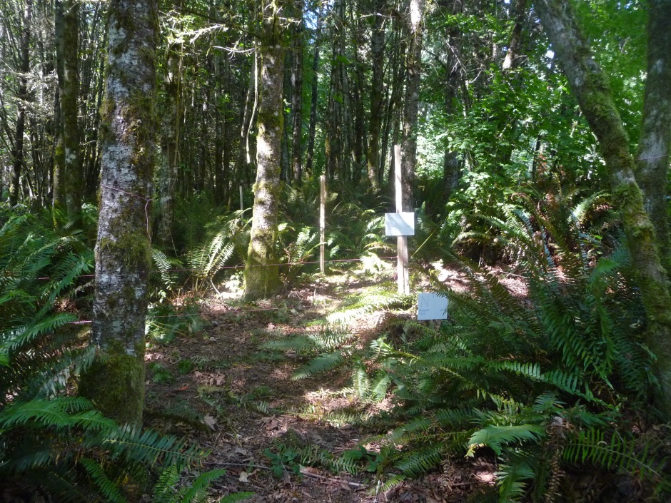 Markers in the forest