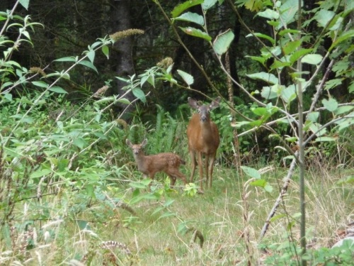 Mother and young deer